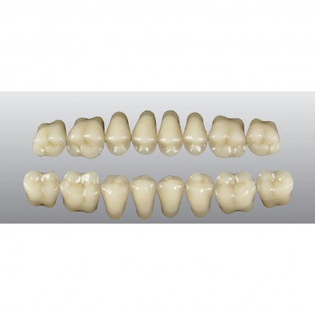 TABLILLA PRIMODENT A2